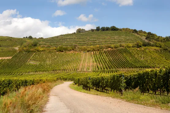 best vtc strasbourg sur la route des vins alsace service